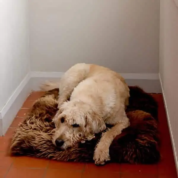 Sheepskin Dog Bed