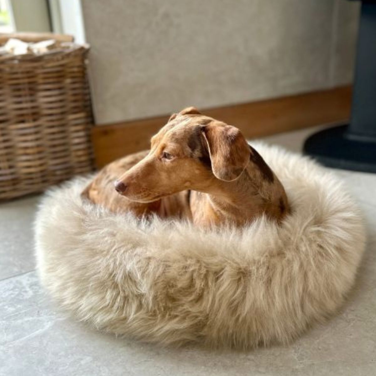 Dog bed in Eggshell Main Sheepskin Pet Bed