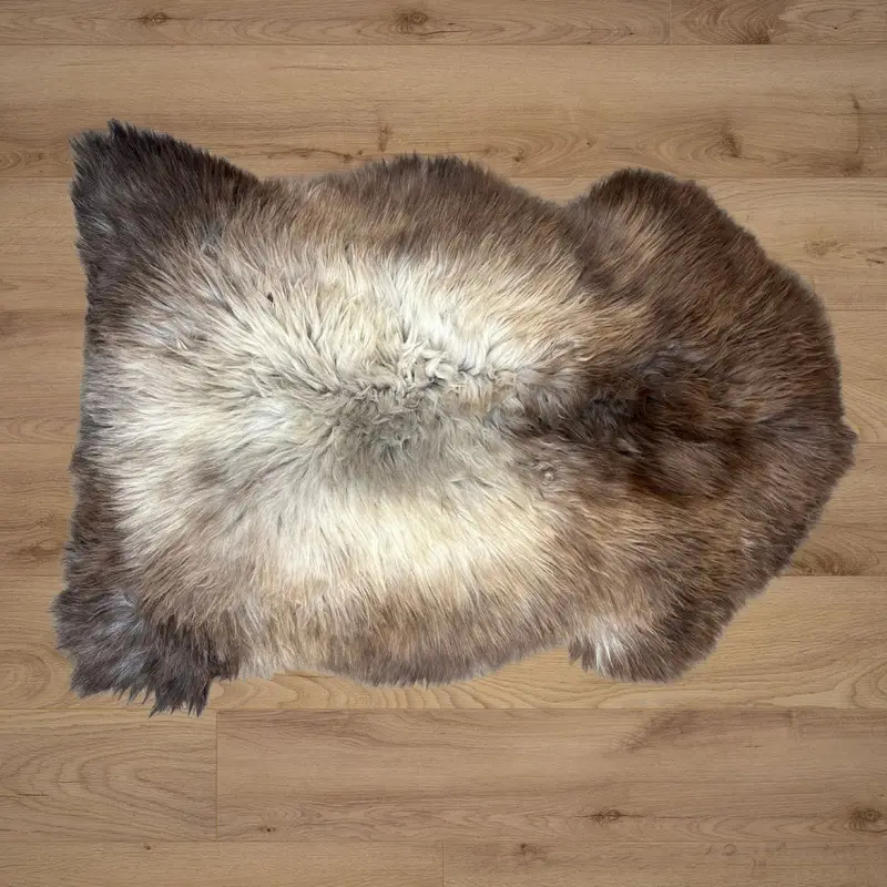 British rare breed rug lying on a natural wooden floor.